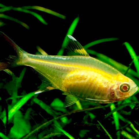 Pristella riddlei   Goud pristella M